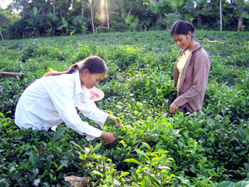 Thái Nguyên: Hai thanh niên nông thôn được nhận Giải thưởng Lương Định Của